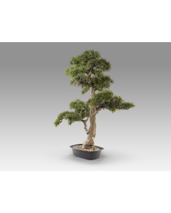 CHOKKAN - BONSAI 83CM